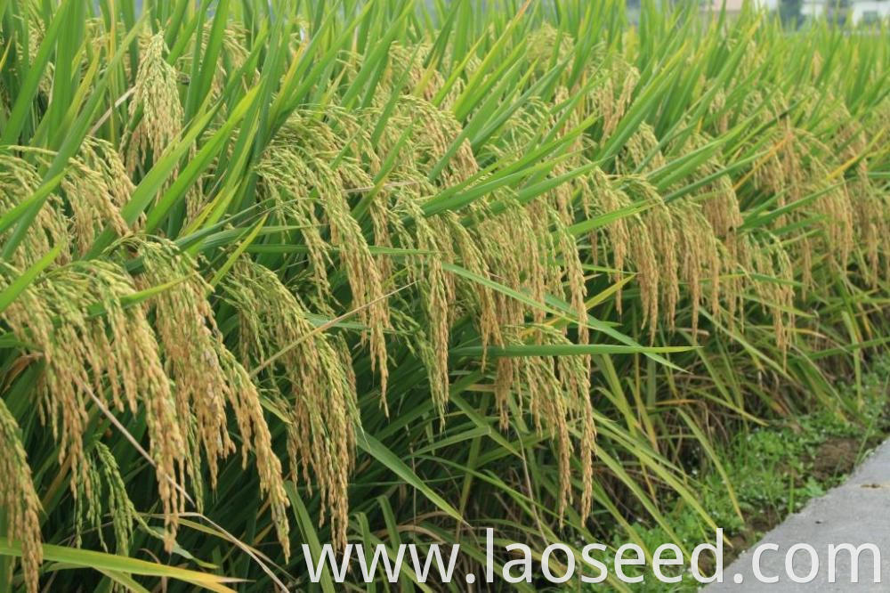 best hybrid paddy seeds